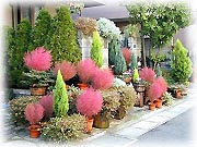 大きな写真をご覧頂けます!